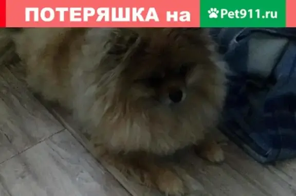 Пропала собака Шпиц в Клинском районе МО, адрес: П Решоткино д4 кв 26