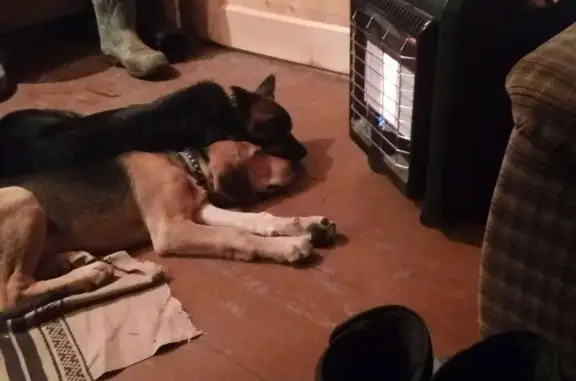 Объявления о пропавших и найденных животных, Рязань, фото: Пропала Русская гончая в Шиловском р-не Рязанской обл.