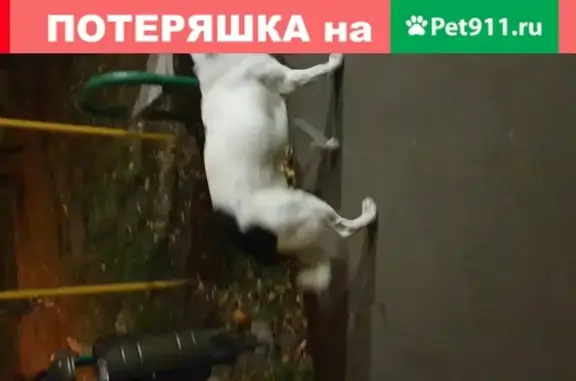 Собака на ул. Корнейчука, 51 с оторванным поводком
