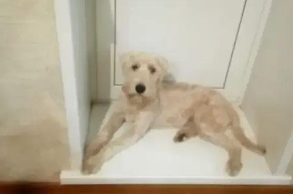 Собаки потеряшки, Ульяновск, фото: Потеряшка собака на Ростовской улице в Ульяновске