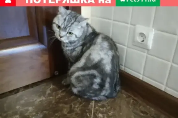 Пропал кот Федя на улице Кирова 6