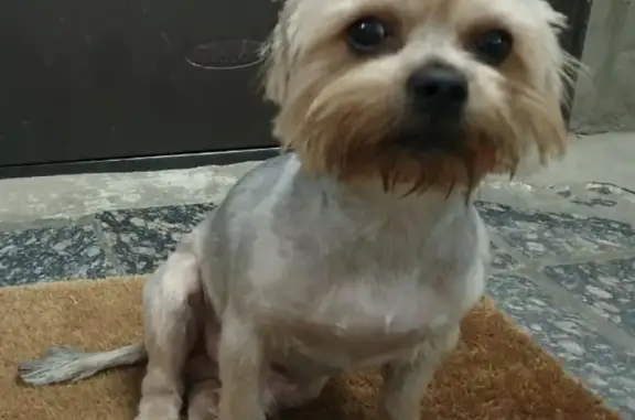 Собаки потеряшки, Краснодар, фото: Потеряшка собака Йоркширский терьер в Краснодаре