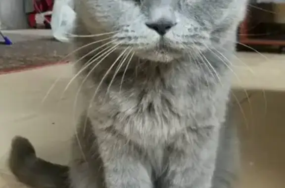 Потерянные животные Ставрополь, фото: Пропал кот на ул. Пригородная, 210, Ставрополь.