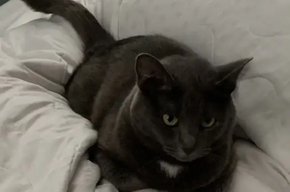 Кошки потеряшки, Москва, фото: Потеряшка кошка на Ангарской улице, вознаграждение!