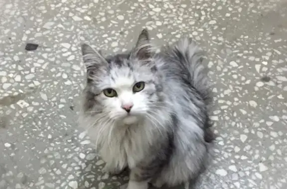 Найдена ласковая кошка на Болотниковской, домашняя?