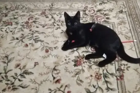 Кошки потеряшки, Саранск, фото: Потеряшка кот с белым пятнышком на груди на ул. Большевистской.