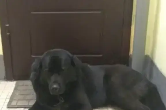 Найден пёс с ошейником в Гатчине