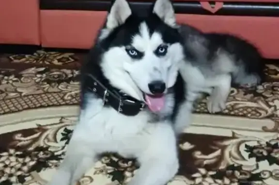 Собаки потеряшки, Петропавловск-Камчатский, фото: Потеряшка собака Хаска в Петропавловске-Камчатском