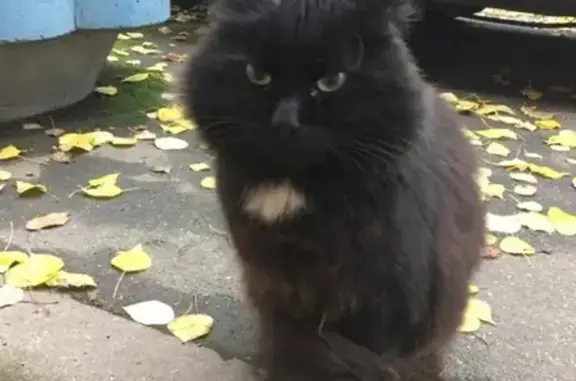 Найден домашний черный кот с белым пятном на груди в Невском районе, ул. Бабушкина, дом 52