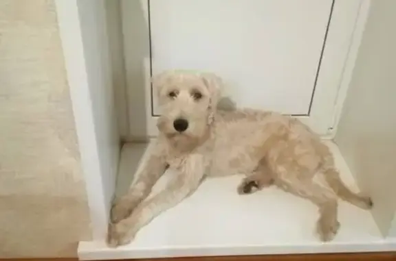 Собаки потеряшки, Ульяновск, фото: Потеряшка собака на ул. Ростовской в Ульяновске