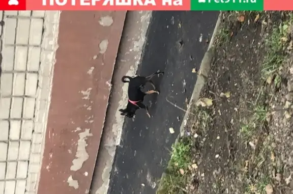 Собака с красной шлейкой на улице Днепровского переулка 3а
