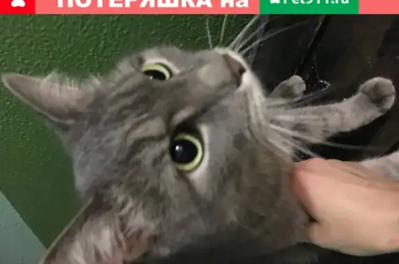 Найдена кошка с коротким хвостом на ул. Д.Ковальчук, 18