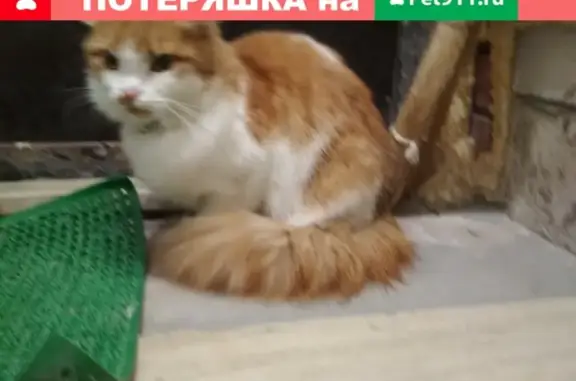 Найдена домашняя кошка в КП Славянский.