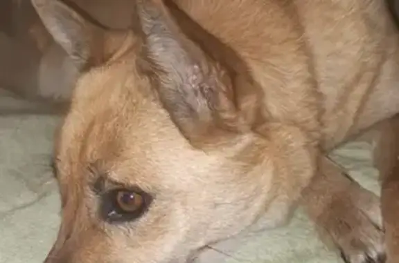 Собаки потеряшки, Новокузнецк, фото: Потеряшка рыжая лайка в СНТ Монолит-1, п. Таргай