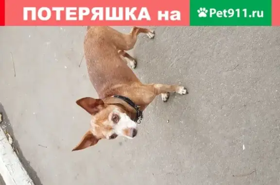 Собака на мехзаводе: 1-й Вязовский проезд, 4к1 (32 символа)