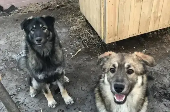 Пропали две длинношерстные собаки в Кармановском, Ярославль