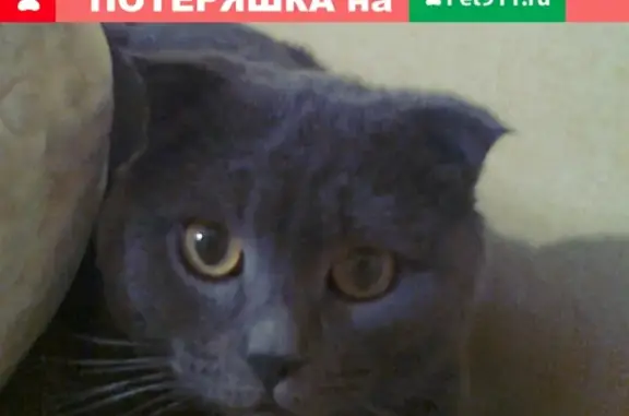 Найдена вислоухая кошка в Саратове