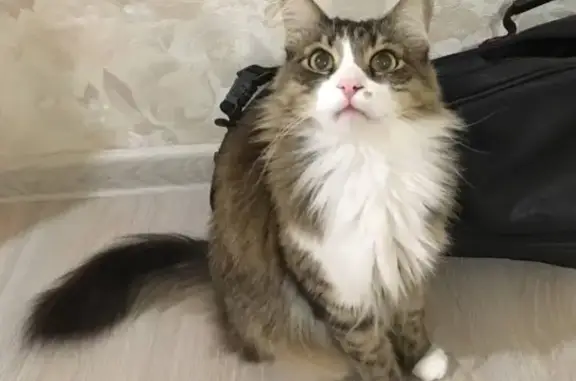 Кошки потеряшки, Екатеринбург, фото: Потеряшка кот на ул. Белореченская, 7 - помогите найти!