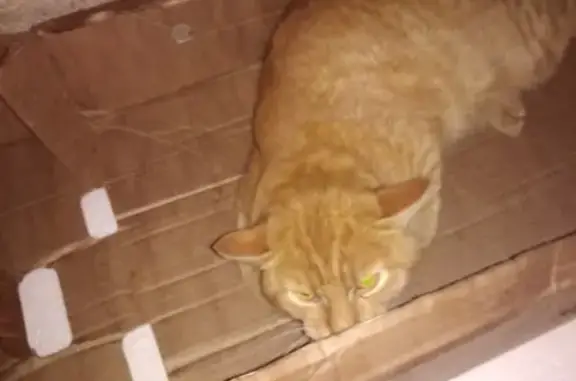 Найдена кошка на Сормовском рынке, нуждается в лечении