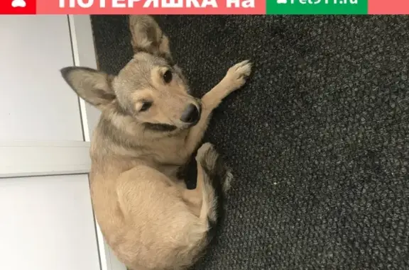 Найдена собака на ул. Сухэ-Батора 15, Барнаул