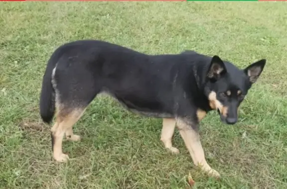 Собаки потеряшки, Москва, фото: Потеряшка собака в Никольском, не подходит к людям
