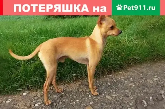 Собаки потеряшки, Москва, фото: Потеряшка русский той-терьер в Чертаново, Москва