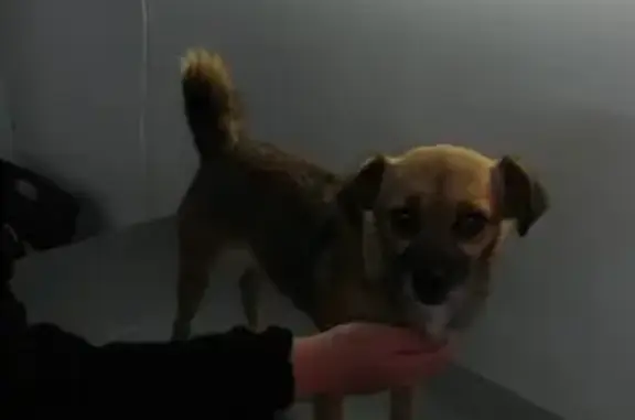 Собаки потеряшки, Таганрог, фото: Потеряшка собака Жуля: ищем в жк Андреевском, Таганрог