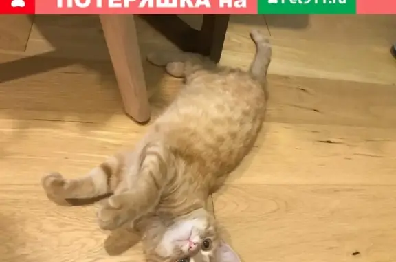 Пропала кошка в Нагаево, ул. Льва Лебединского, 4