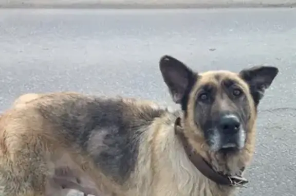 Найдена собака возрастная на станции Рамонь