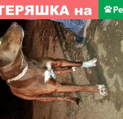 Найдена собака на Ленинградском шоссе в Солнечногорске