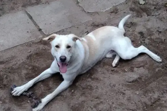 Собаки потеряшки, Псков, фото: Потеряшка кобель Рич на улице Плехановского посада, Псков