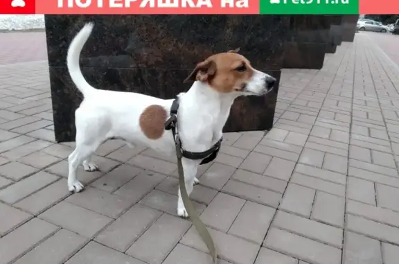 Пропала собака Вэл в Зеленовке, Самарская обл.