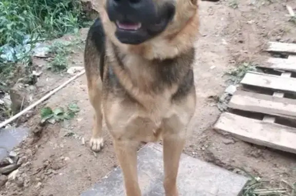 Собака найдена в Салтыковке, ищем хозяев