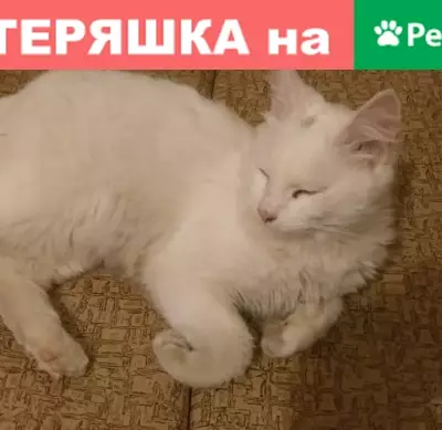 Найдена кошка, Ростов-на-Дону, фото: Найдена кошка на ул. Коммунаров, дом 33