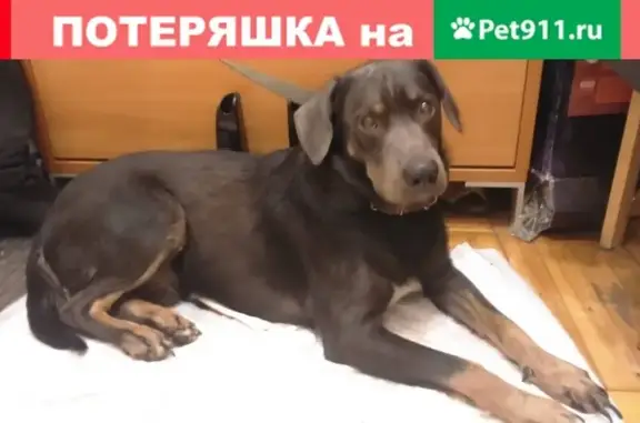 Найден пес на ул. Симонова, метис лабрадора.