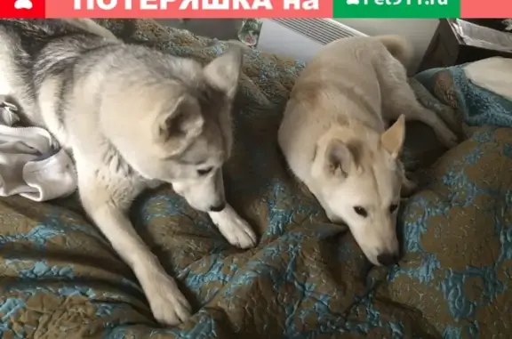 Пропали две собаки в деревне Филимоново, Московская область