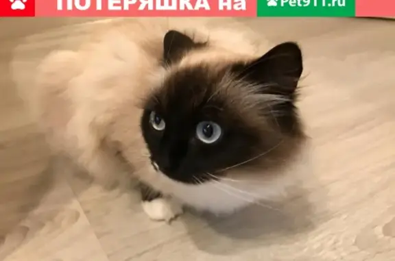 Найдена Балинезийская кошка в Истре, Московская область