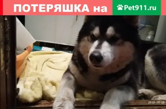 Найдена собака у 32-го дома на улице Горького