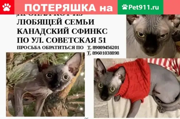 Пропала кошка Бэтмен на Советской, 51, Воронеж