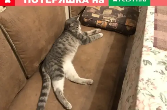 Кошка найдена в Алтуфьево на ул. Лескова, 10В