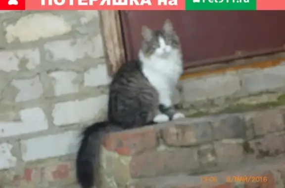 Пропала кошка Кот в деревне Хардиково