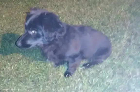 Найден черный щенок в поселке Ново-Александровка, Уфа