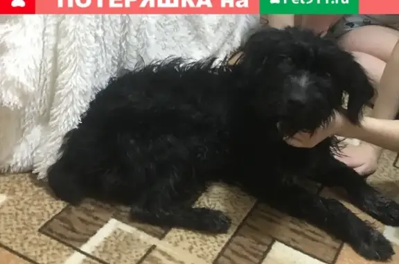 Найдена собака на ул. Вяземской, 18