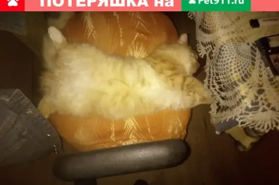 Пропала кошка Рыжий на улице Марины Цветаевой