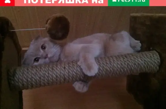 Пропала кошка в г. Донской, ул. Молодцова 25.10.2019, вознаграждение!