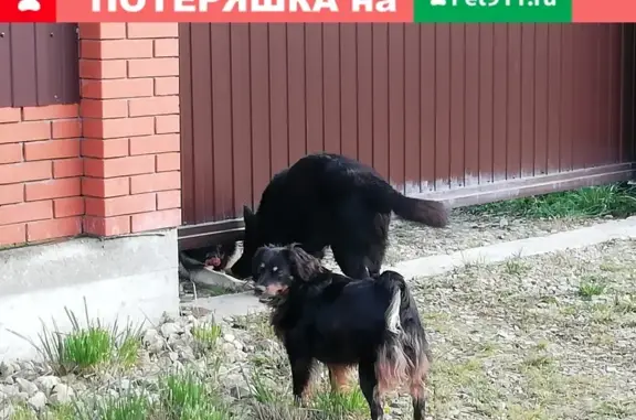 Пропала собака Елка в Протвино-Серпухове