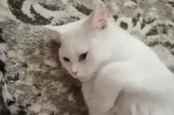 Белый котик найден в Волгограде