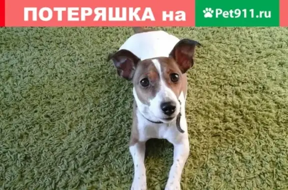 Пропала собака Фанта на даче, 20 км, сот Энергетик, Камчатский край