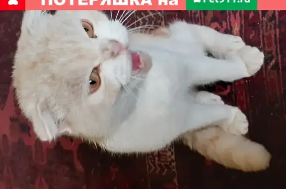Найдена кошка в Домодедово, похожа на шотландскую вислоухую