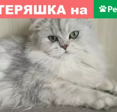 Кошки потеряшки, Москва, фото: Потеряшка кошка Милка на Большой Академической, Москва